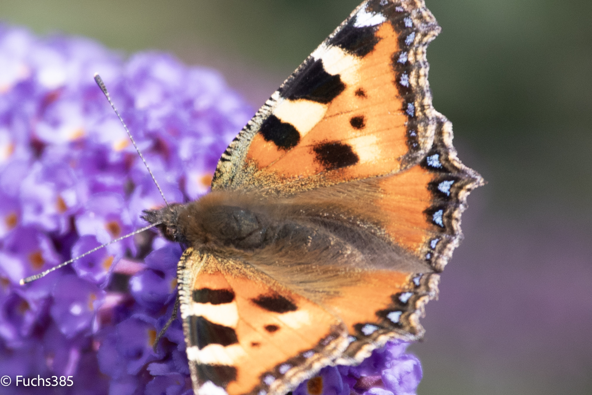 3ce883544-schmett2-crop.jpg