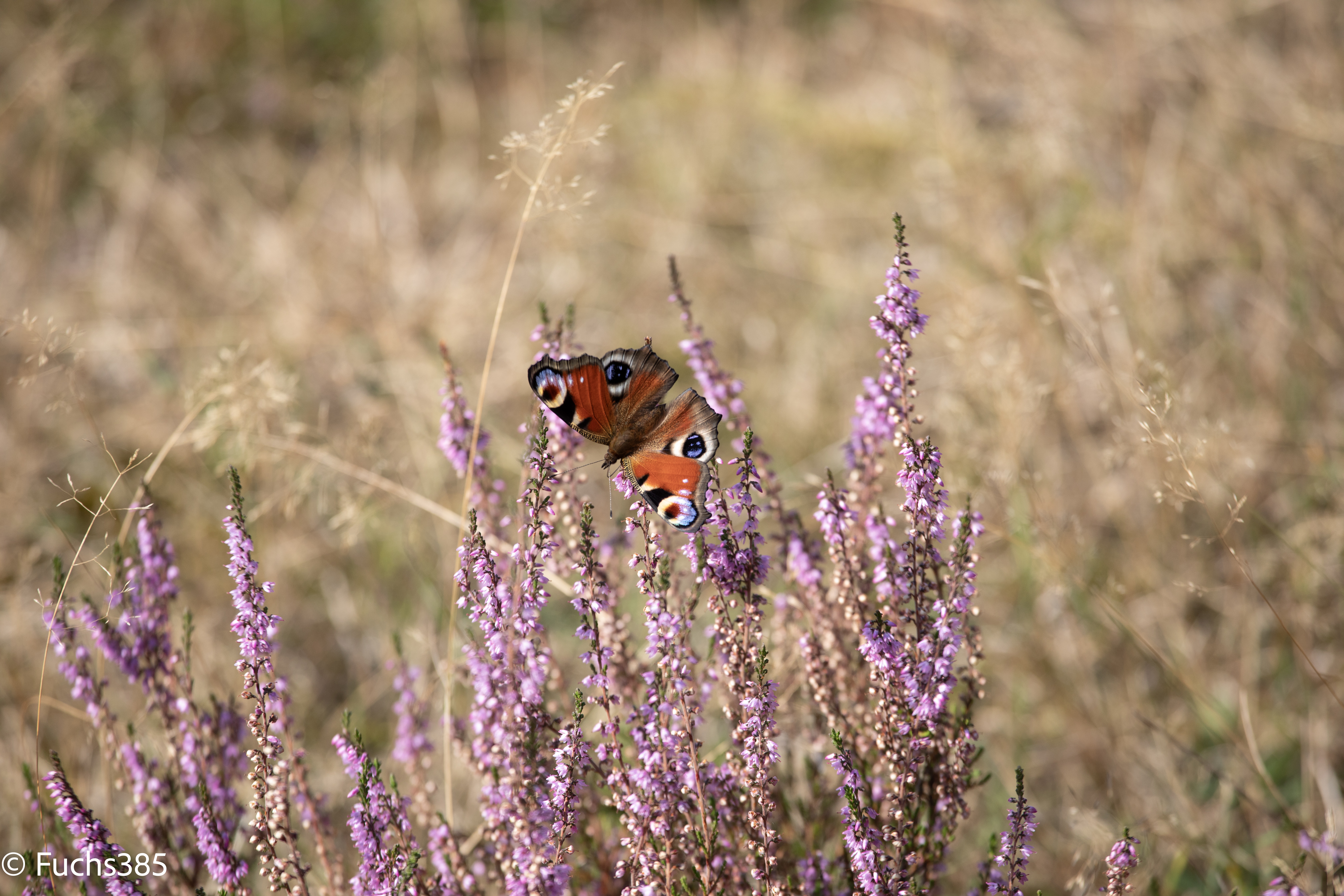 480071381-schmett-raw.jpg
