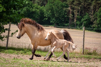 847106573-linnea-galopp-klein-1.jpg