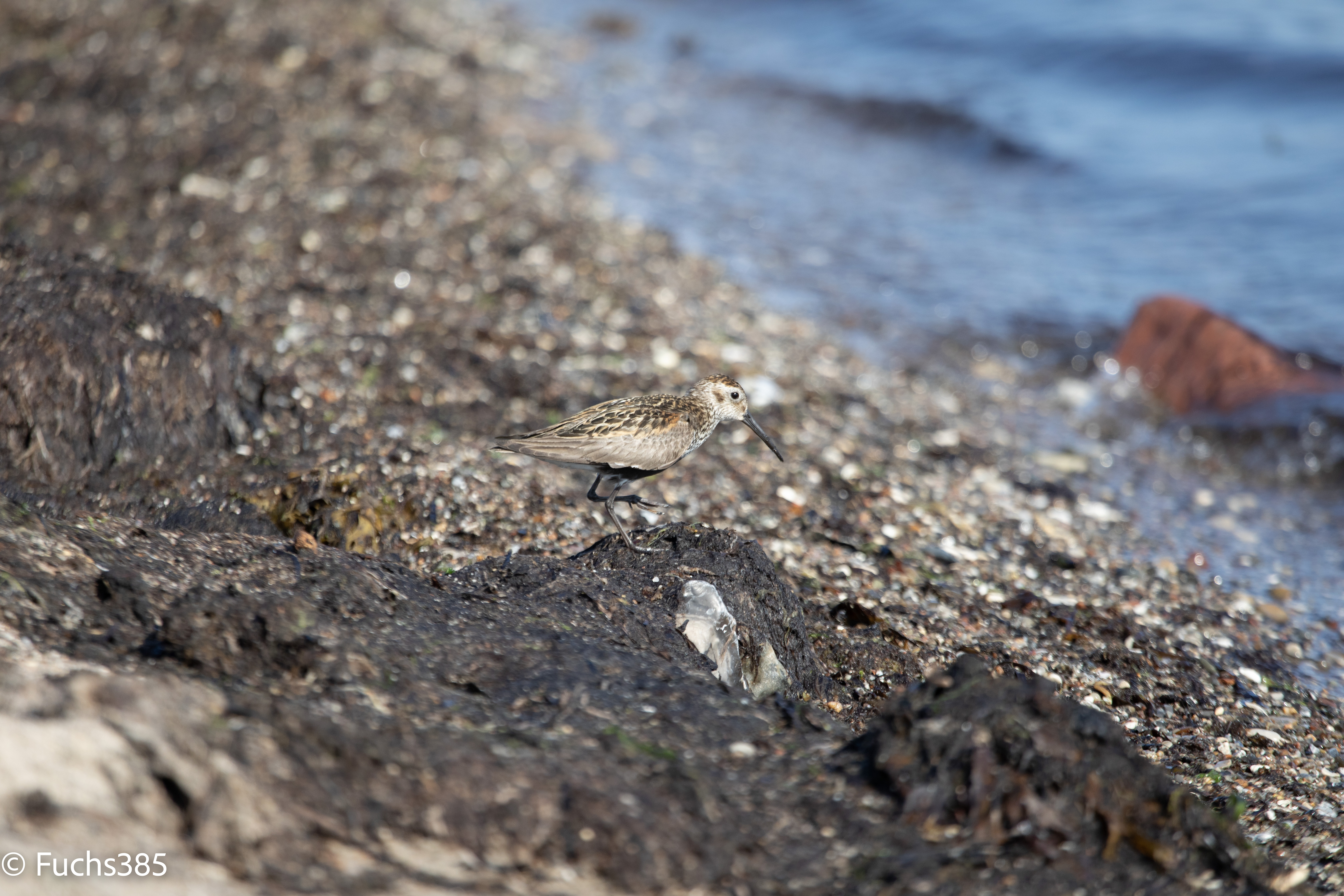 f0f271257-vogel2-raw.jpg